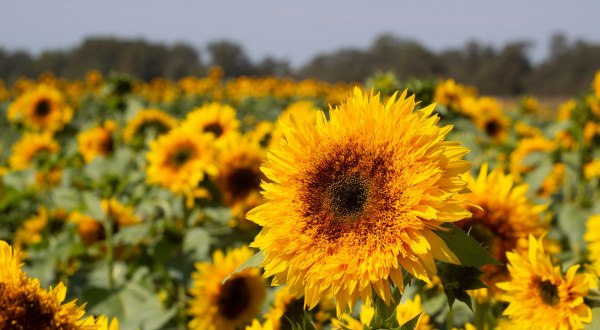 New Jersey’s Holland Ridge Farms Offers A 50-Acre Sunflower Field That’s Just As Magnificent As It Sounds