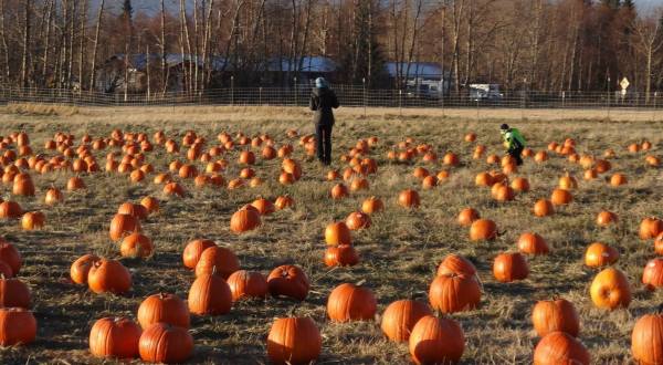The Reindeer Farm Pumpkin Patch In Alaska Is A Classic Fall Tradition