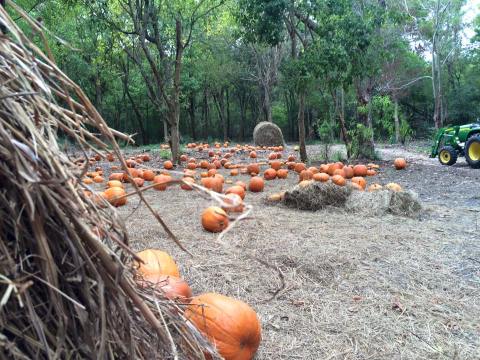 Pick Your Own Pumpkins At Sugar Roots Farm In New Orleans