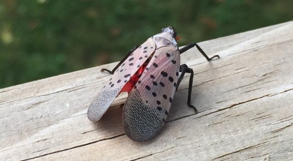 The Invasive Spotted Lanternfly Is Threatening $18 Billion Of Pennsylvania Agriculture