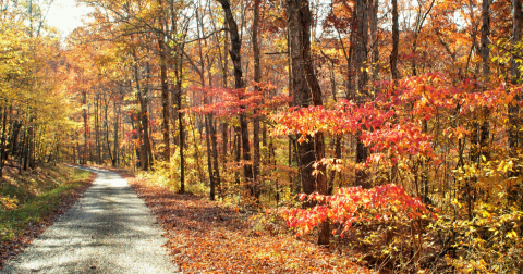 Take A 2-Hour Drive Through Mississippi To See This Year's Beautiful Fall Colors