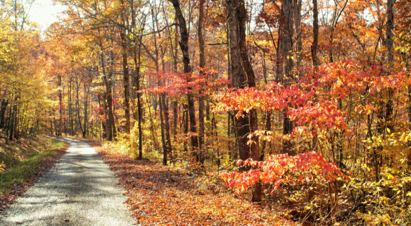Take A 2-Hour Drive Through Mississippi To See This Year’s Beautiful Fall Colors