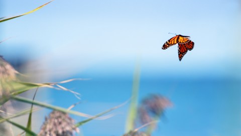 A Butterfly Migration Super Highway Could Bring Millions Of Monarchs Through North Carolina This Fall