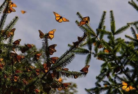 A Butterfly Migration Super Highway Could Bring Millions Of Monarchs Through Arizona This Fall