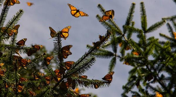 A Butterfly Migration Super Highway Could Bring Millions Of Monarchs Through Arizona This Fall