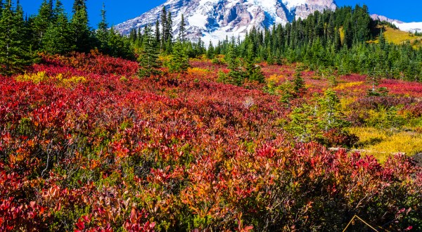 9 Views That Prove Fall Is The Best Time To Visit Mt Rainier National Park In Washington