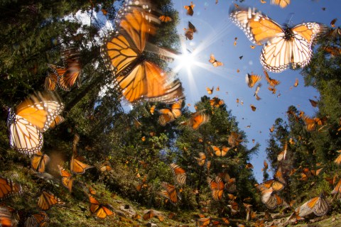 A Butterfly Migration Super Highway Could Bring Millions Of Monarchs Through South Carolina This Fall