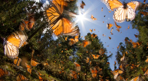 A Butterfly Migration Super Highway Could Bring Millions Of Monarchs Through South Carolina This Fall