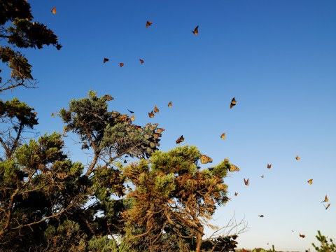 A Butterfly Migration Super Highway Could Bring Millions Of Monarchs Through Massachusetts This Fall