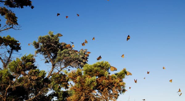 A Butterfly Migration Super Highway Could Bring Millions Of Monarchs Through Massachusetts This Fall