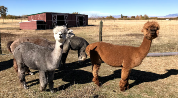 Animal Lovers Will Want To Visit The Adorable Open House At Alpacas Of Montana