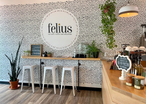 Snuggle Up To Cats While You Have A Coffee At Felius Cafe In Nebraska