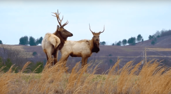 You Can Take A Guided Elk Tour In Virginia’s Breaks Interstate Park And It’s Truly Unique