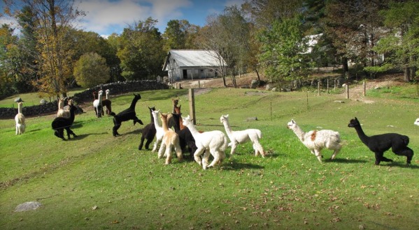 Skyeview Alpaca Farm In New Hampshire Makes For A Fun Family Day Trip