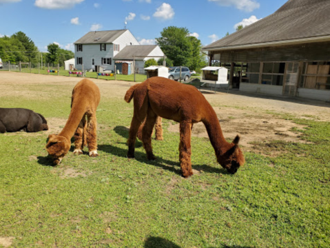 Northern Solstice Alpaca Farm In Maine Makes For A Fun Family Day Trip