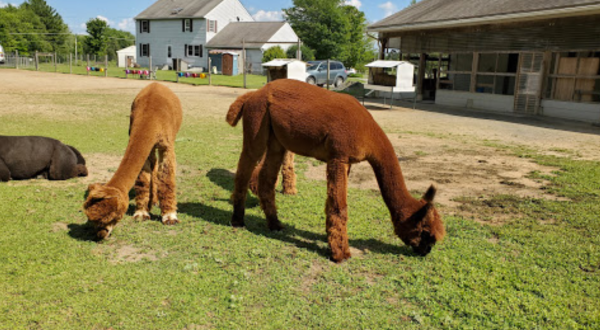 Northern Solstice Alpaca Farm In Maine Makes For A Fun Family Day Trip