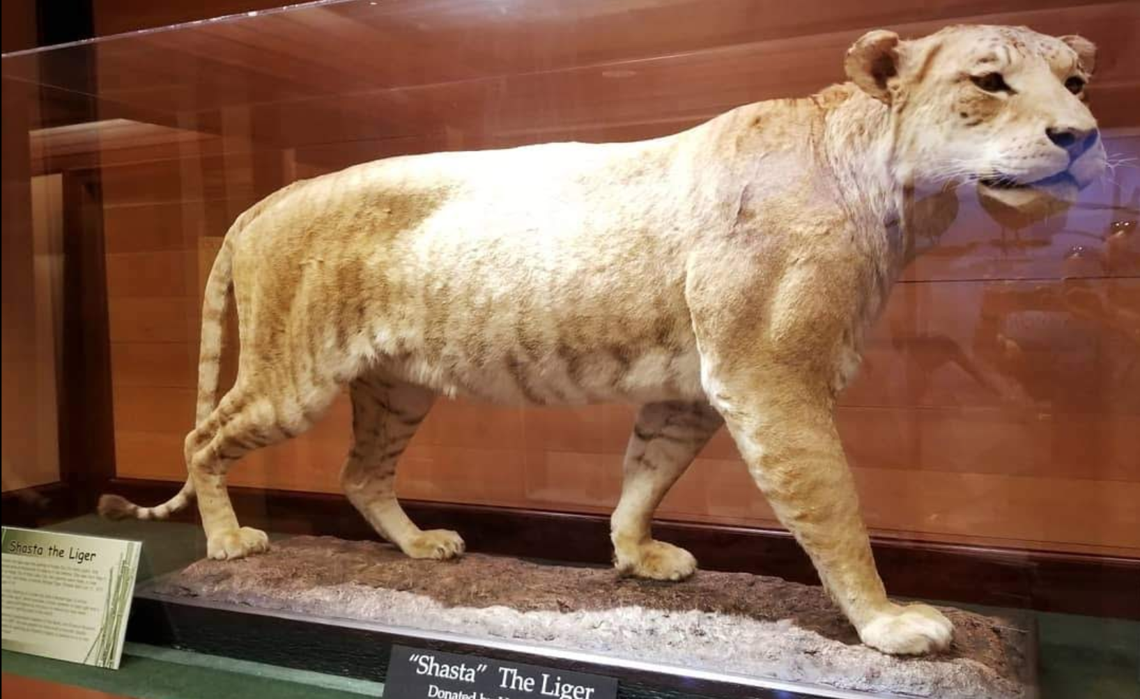 Hogle Zoo Was Home To Shasta The Liger The First In The US