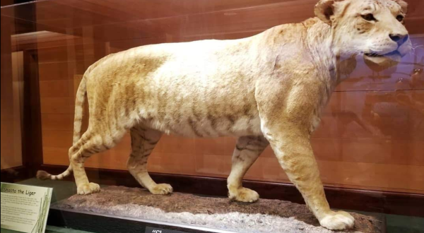 Ligers Are Actually Real Animals, And Utah’s Hogle Zoo Was Home To One Of The Most Famous Hybrids