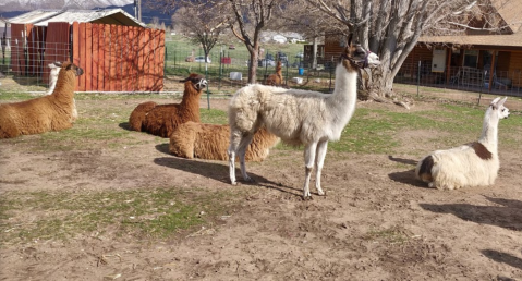 Utah Valley Llamas Farm In Utah Makes For A Fun Family Day Trip