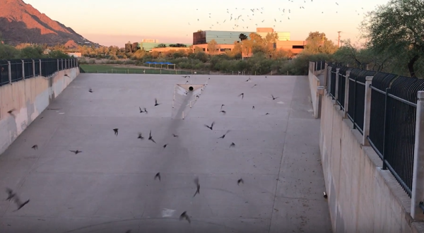 Watch 28 Different Bat Species Emerge From Beneath A Tunnel In Phoenix, Arizona