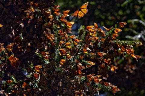 A Butterfly Migration Super Highway Could Bring Millions Of Monarchs Through Texas This Fall