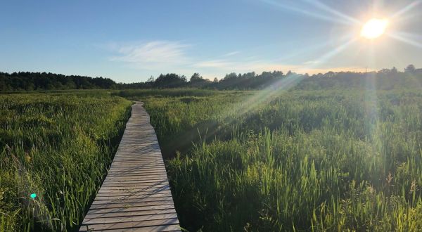 The Beautiful Little Pond Boardwalk Trail Is An Easy 1-Mile Hike In Connecticut That’s Great For Beginners And Kids
