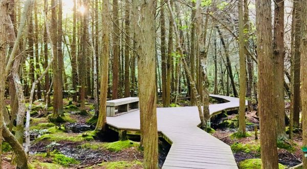 Atlantic White Cedar Swamp Trail In Massachusetts Leads To Incredibly Scenic Views