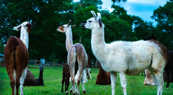 Spend The Night With Over 70 Llamas And Alpacas At Figment Ranch In Texas
