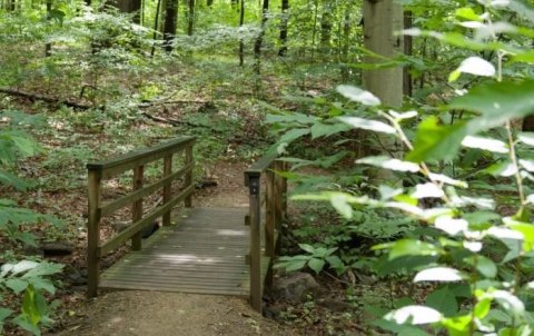 There Are 5 Beautiful Trails Hiding In Delaware's Alapocas Run State Park