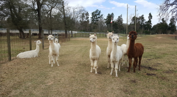 Spend The Night With Over 70 Llamas And Alpacas At Figment Ranch In Texas