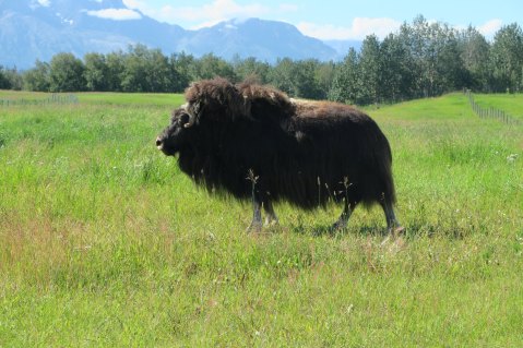 Spend An Autumn Afternoon With The Mighty Musk Oxen On Their Farm In Palmer, Alaska