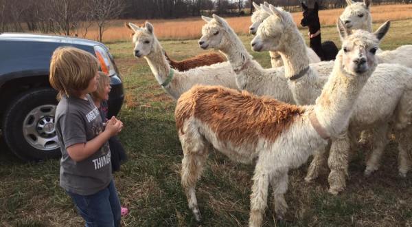 You Can Shop And Exercise With Alpacas At Zena Suri In Oklahoma