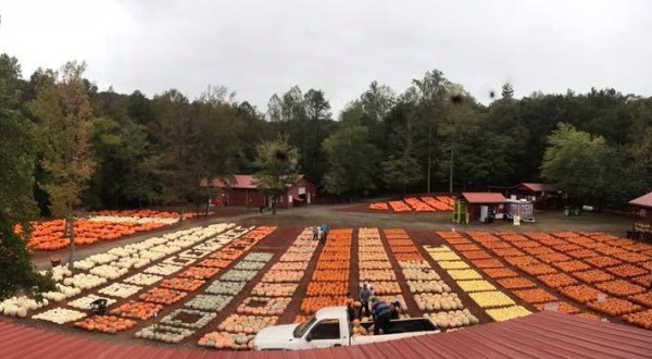 See For Yourself The 150-Pound Pumpkins From Burt’s Pumpkin Farm In Dawsonville, Georgia