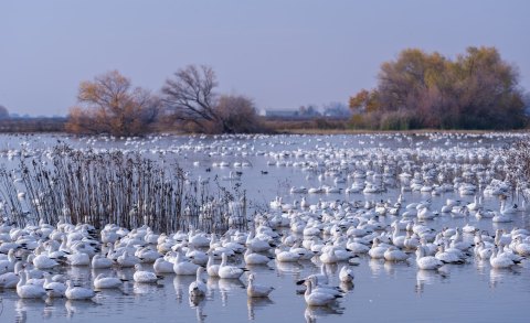 Over One Million Birds Have Arrived At Sacramento National Wildlife Refuge In Northern California This Month