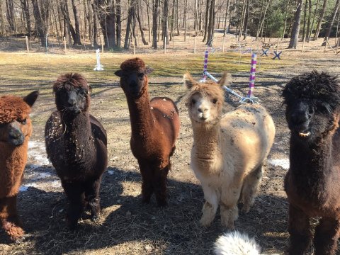 Lilymoore Alpaca Farm In New York Makes For A Fun Family Day Trip