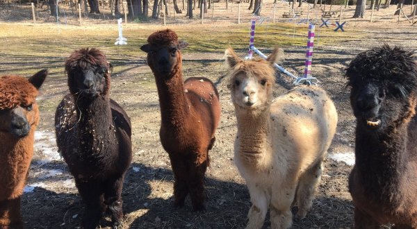 Lilymoore Alpaca Farm In New York Makes For A Fun Family Day Trip