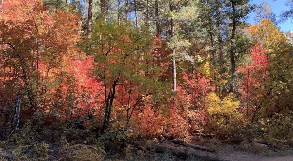 Hike Through An Enchanting Maple Grove On West Fork Trail In Arizona