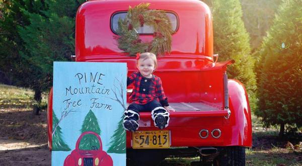 Search For The Perfect Tree With The Whole Family At Pine Mountain Tree Farm In Mississippi 