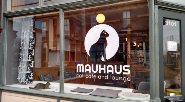 Mauhaus Cat Café & Lounge Is A Completely Cat-Themed Catopia Of A Cafe In Missouri