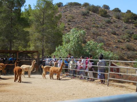 Sweet Water Alpaca Ranch In Southern California Makes For A Fun Family Day Trip