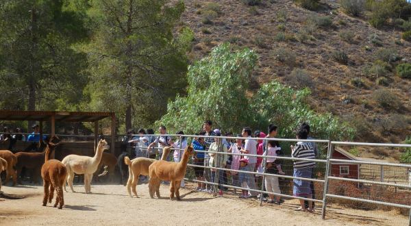 Sweet Water Alpaca Ranch In Southern California Makes For A Fun Family Day Trip