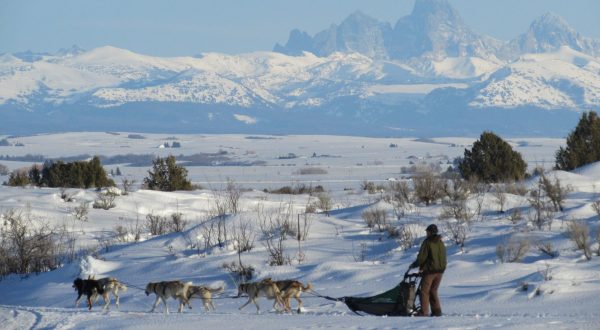 Take A Sled Dog Adventure With Silver Sage Mushing In Idaho For A Ride Of A Lifetime