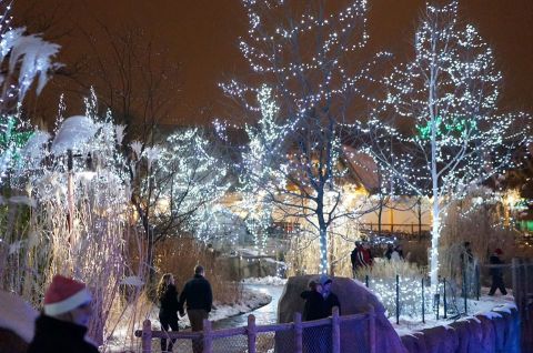 The Cincinnati Zoo Is Decked Out In Thousands Of Glittering Lights For Your Holiday Enjoyment