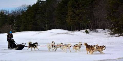 Take A Sled Dog Adventure At Arctic Paws Dog Sled Tours In Pennsylvania For A Ride Of A Lifetime