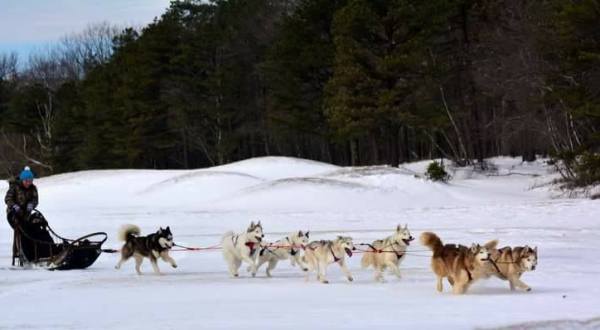 Take A Sled Dog Adventure At Arctic Paws Dog Sled Tours In Pennsylvania For A Ride Of A Lifetime