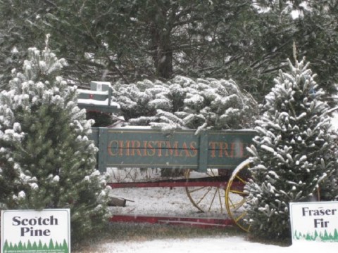 Choose Your Very Own Christmas Tree At Grupp's Farm, An Award-Winning Christmas Tree Farm Near Pittsburgh