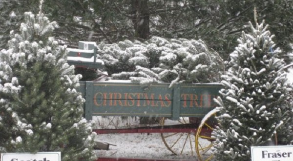 Choose Your Very Own Christmas Tree At Grupp’s Farm, An Award-Winning Christmas Tree Farm Near Pittsburgh