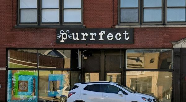 Purrfect Cafe And Gallery Is A Completely Cat-Themed Catopia Of A Cafe In Buffalo