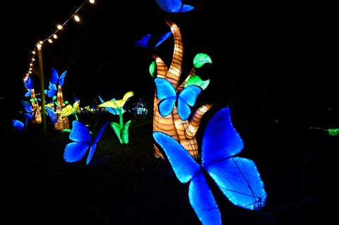 You'll Be Dazzled By The Larger Than Life Wild Lights Festival At The Louisville Zoo