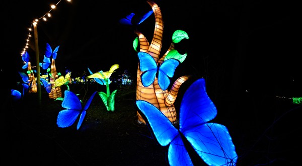 You’ll Be Dazzled By The Larger Than Life Wild Lights Festival At The Louisville Zoo